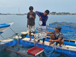 Pokdadan  Ayu Bahari Pulau Panggang Kepulauan Seribu Panen Ratusan Kilogram Ikan Bawal Bintang
