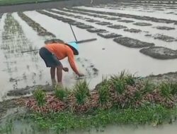 Akibat Banjir Petani Bawang Merah Desa Ngurensiti Wedarijaksa Pati Gagal Panen
