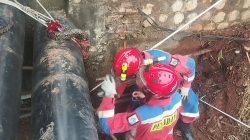 Seekor Ular Panjang 4 Meter  Di Cengkareng Drain Berhasil Diamankan Petugas Damkar