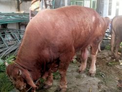 Warga Muara Angke Sembelih Sapi Hewan Qurban Berat 1 Ton Lebih